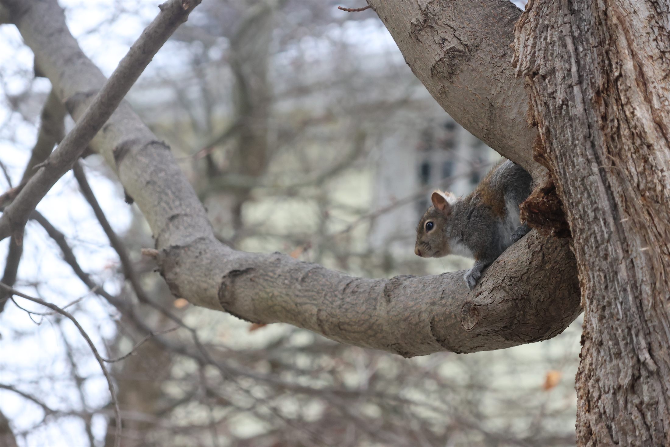 A grey squirrel perched in the crook of a bare tree branch.