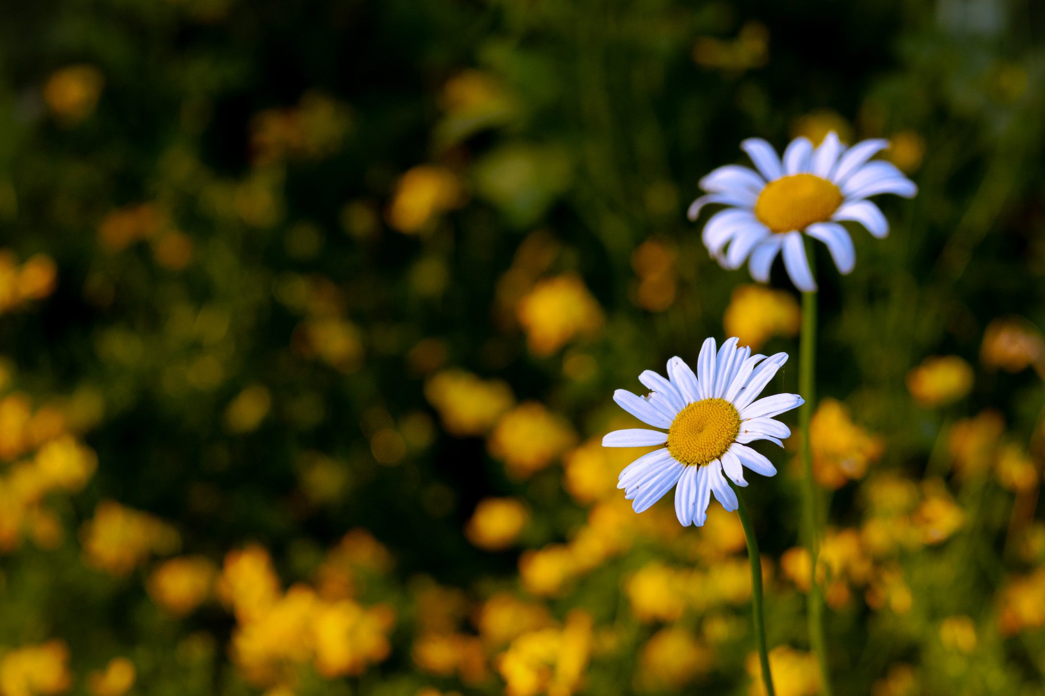 Two white daisies against a soft-focus field of yellow wildflowers.