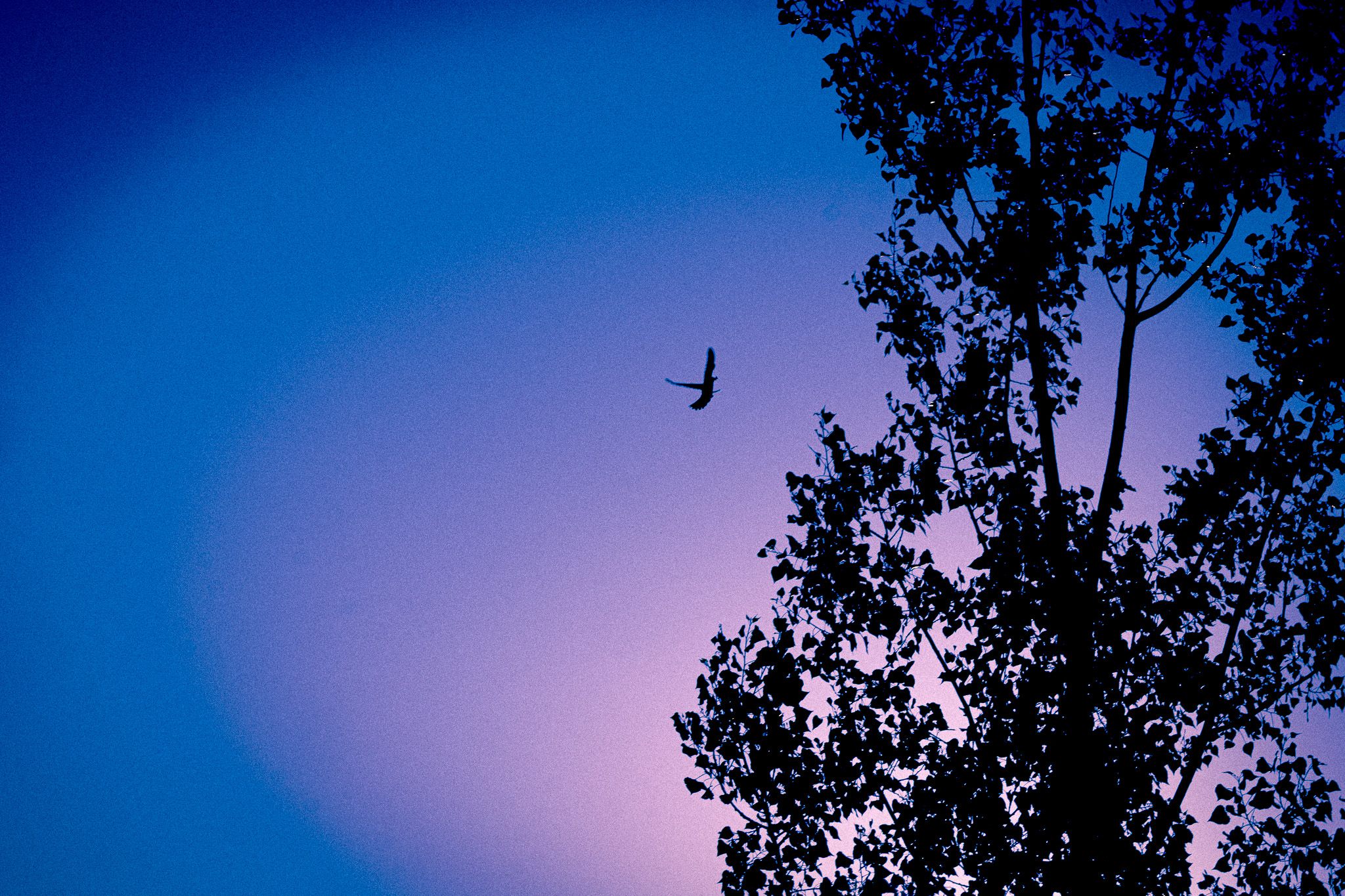Photography - a bird in flight silhouetted against a blue-violet twilight sky.
