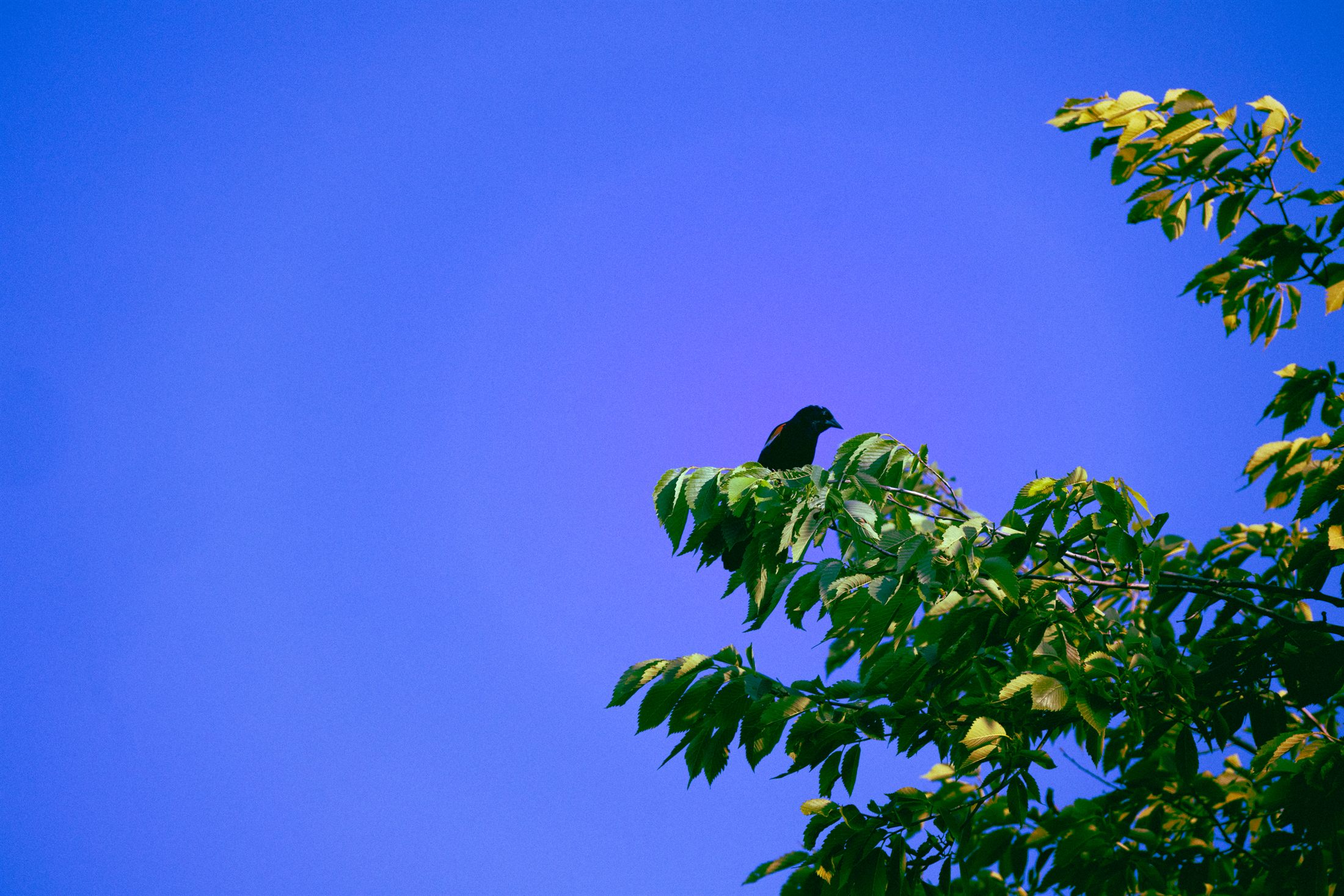 A red-winged blackbird resting on a green branch against a clear blue sky.
