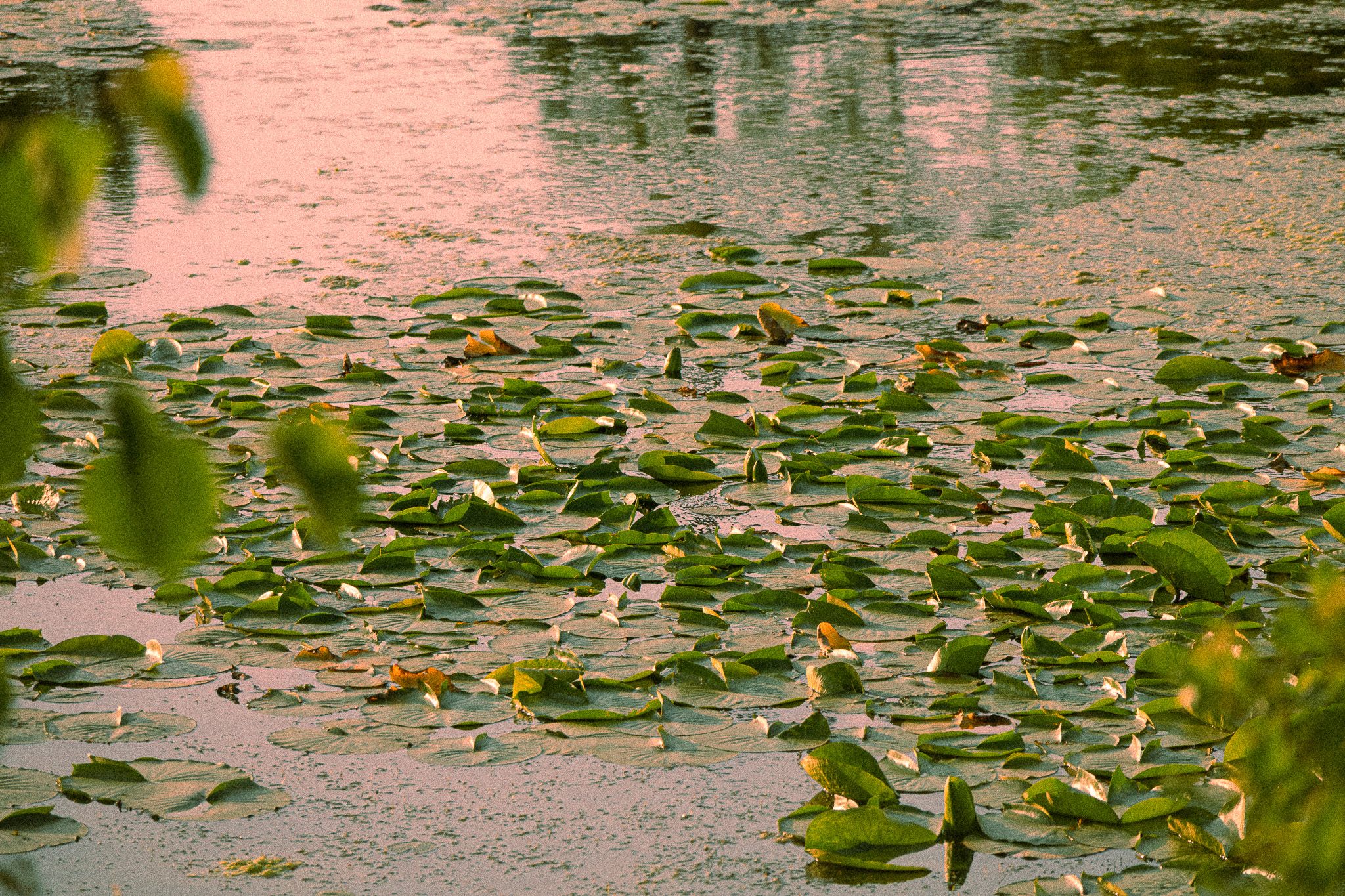 Lily pads scattered across a pond glowing at golden hour.